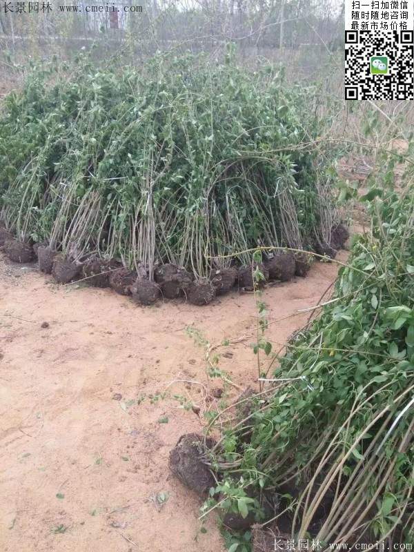 連翹--長(zhǎng)景園林 連翹--長(zhǎng)景園林