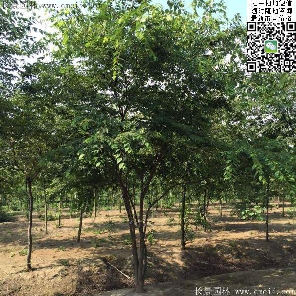 三棵櫸樹(shù)的故事