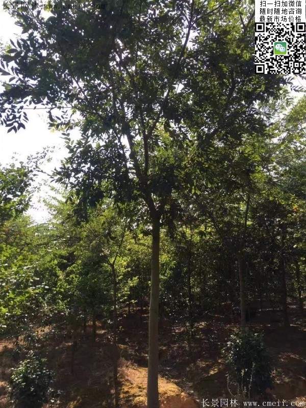 沭陽(yáng)櫸樹批發(fā)