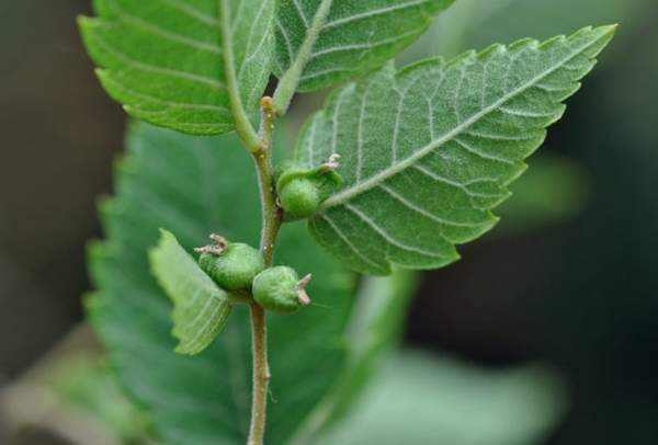 沭陽(yáng)櫸樹批發(fā)