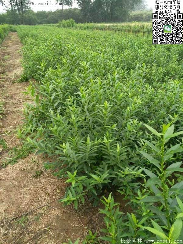 連翹--長景園林