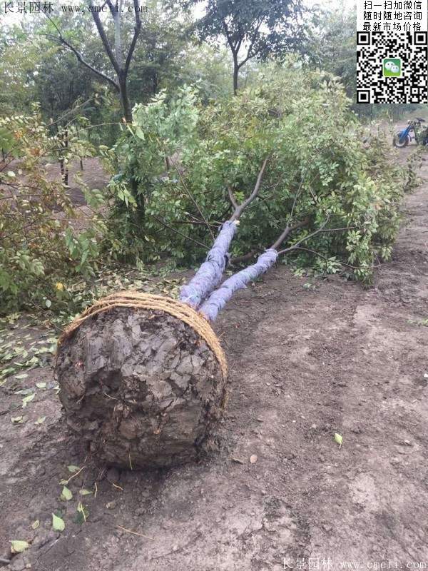 大規(guī)格櫸樹 大規(guī)格櫸樹