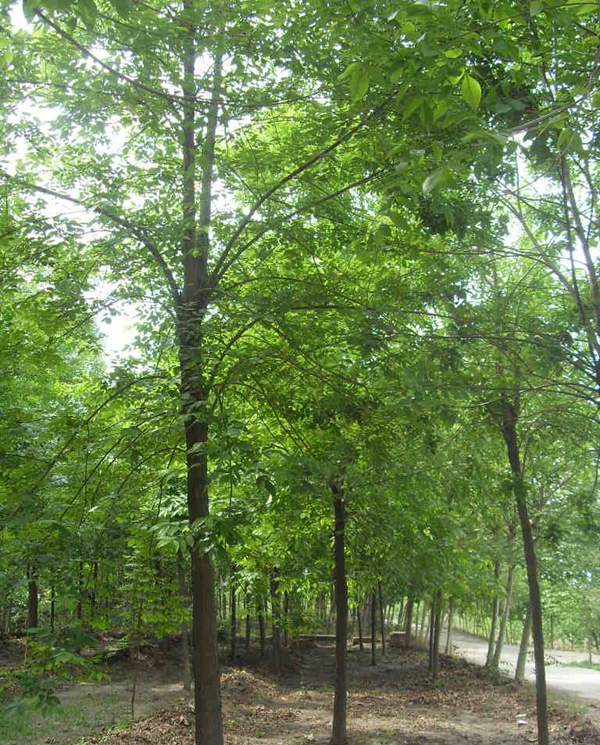苦楝苗，苦楝樹