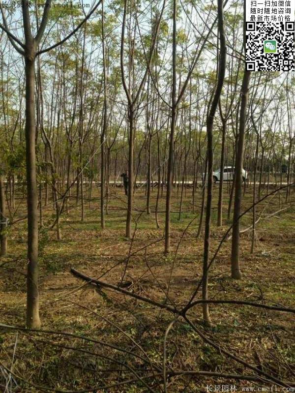 苦楝苗，苦楝樹