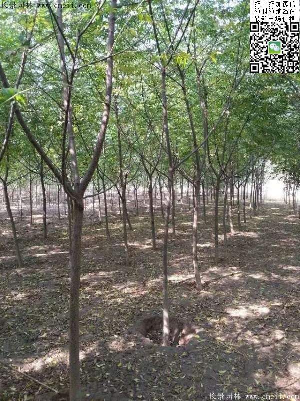 苦楝苗，苦楝樹