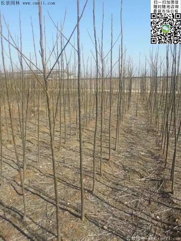 苦楝苗，苦楝樹