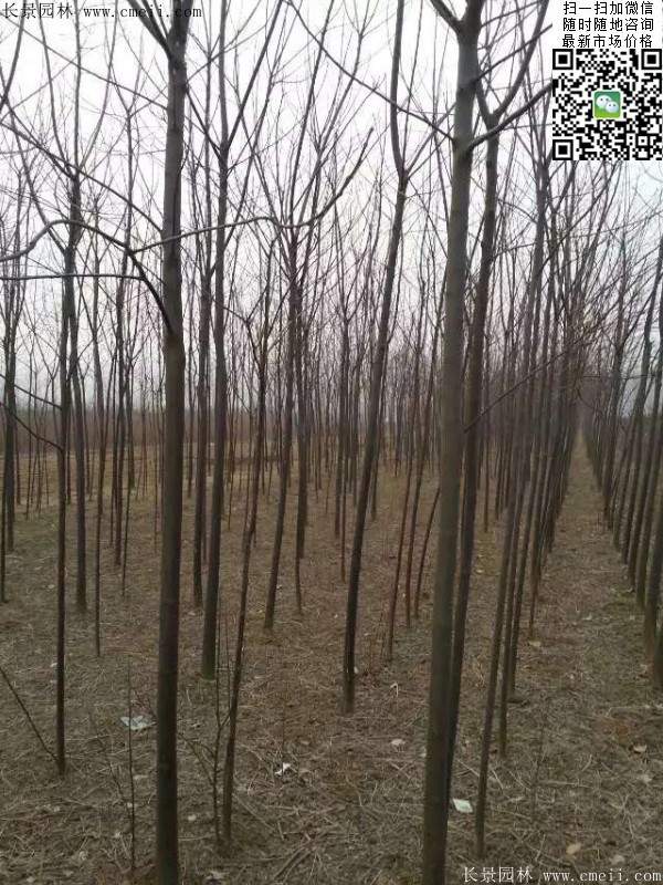 苦楝苗，苦楝樹