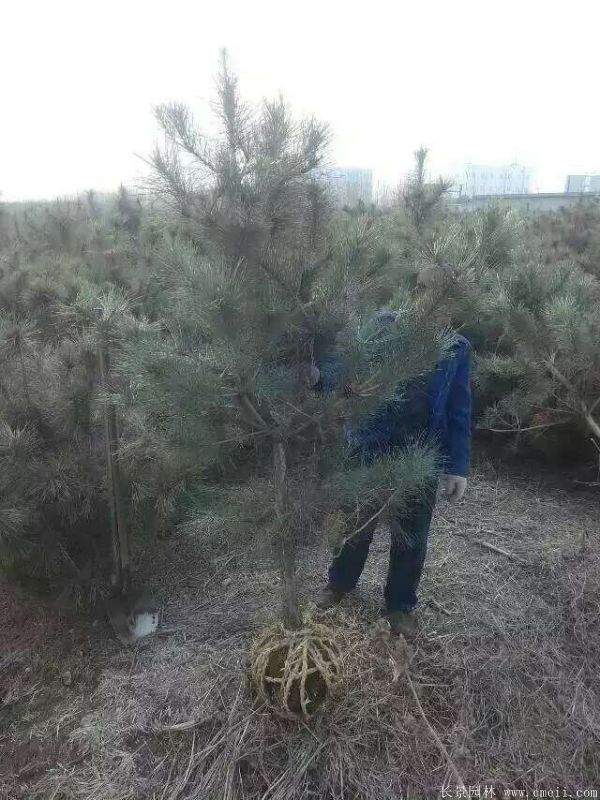 沭陽(yáng)黑松的優(yōu)勢(shì) 沭陽(yáng)黑松的優(yōu)勢(shì)