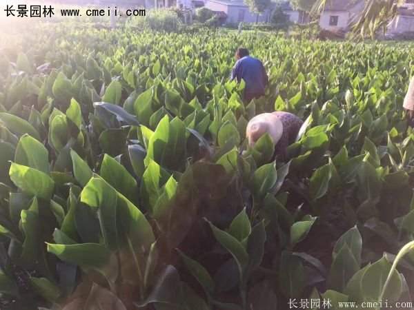 低價格，高質量的美人蕉