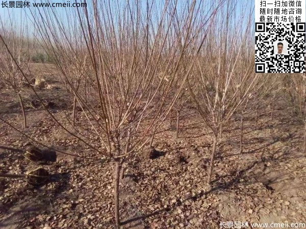 地徑5-7公分紅梅，數(shù)量7000棵左右