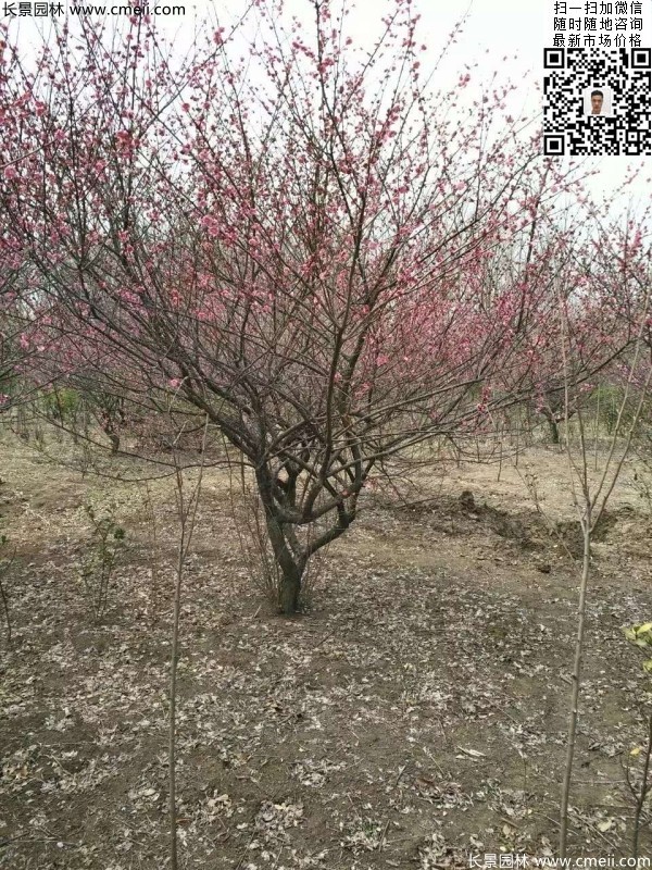 地徑5-7公分紅梅，數(shù)量7000棵左右