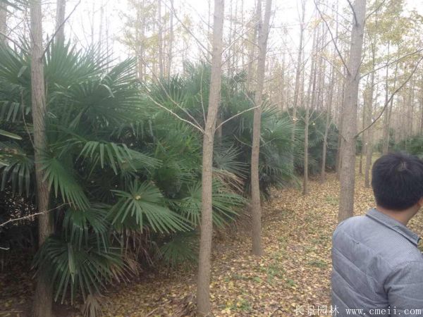 棕櫚苗木-沭陽長景園林 棕櫚苗木-沭陽長景園林