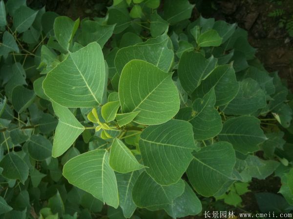 紅葉烏桕圖片紅葉烏桕基地實拍 紅葉烏桕圖片紅葉烏桕基地實拍