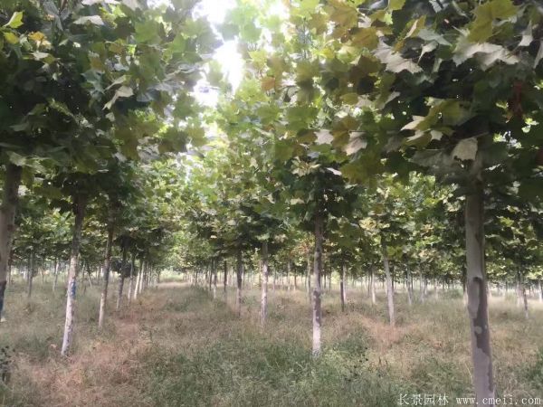 梧桐樹圖片梧桐樹苗木基地實(shí)拍 梧桐樹圖片梧桐樹苗木基地實(shí)拍