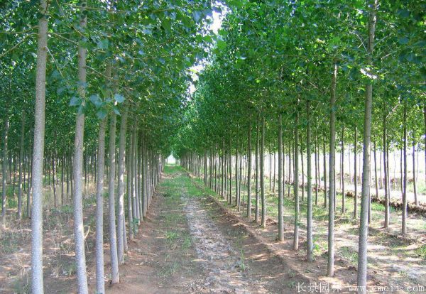 楊樹(shù)苗圖片楊樹(shù)苗基地實(shí)拍 楊樹(shù)苗圖片楊樹(shù)苗基地實(shí)拍