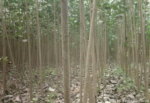 楊樹(shù)苗圖片楊樹(shù)苗基地實(shí)拍 楊樹(shù)苗圖片楊樹(shù)苗基地實(shí)拍