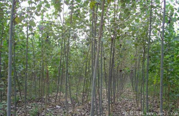 楊樹(shù)苗圖片楊樹(shù)苗基地實(shí)拍 楊樹(shù)苗圖片楊樹(shù)苗基地實(shí)拍