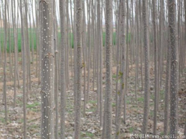 楊樹(shù)苗圖片楊樹(shù)苗基地實(shí)拍 楊樹(shù)苗圖片楊樹(shù)苗基地實(shí)拍