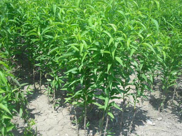 桃樹圖片桃樹基地實(shí)拍 桃樹圖片桃樹基地實(shí)拍