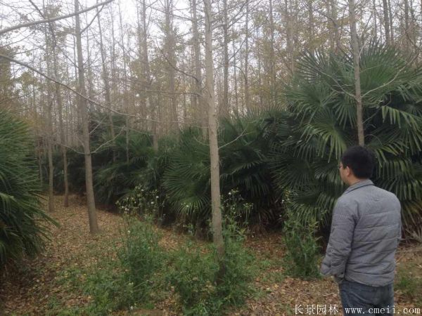 棕樹圖片棕樹基地實拍