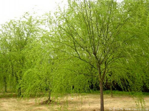 垂柳圖片垂柳基地實拍 垂柳圖片垂柳基地實拍