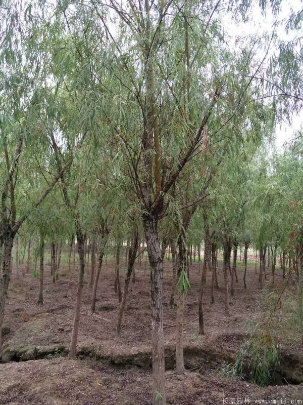 垂柳圖片垂柳基地實拍 垂柳圖片垂柳基地實拍