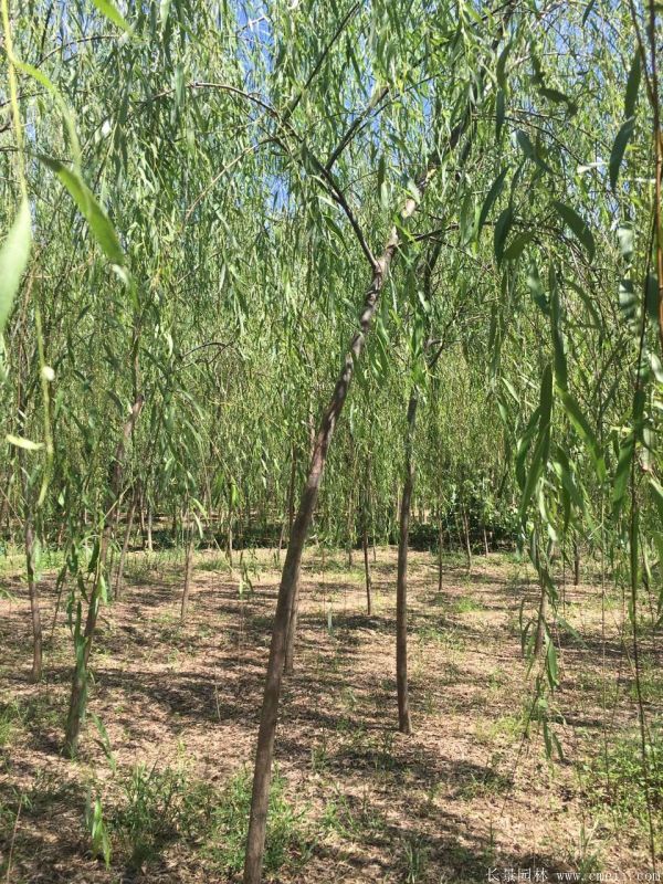 垂柳圖片垂柳基地實拍 垂柳圖片垂柳基地實拍