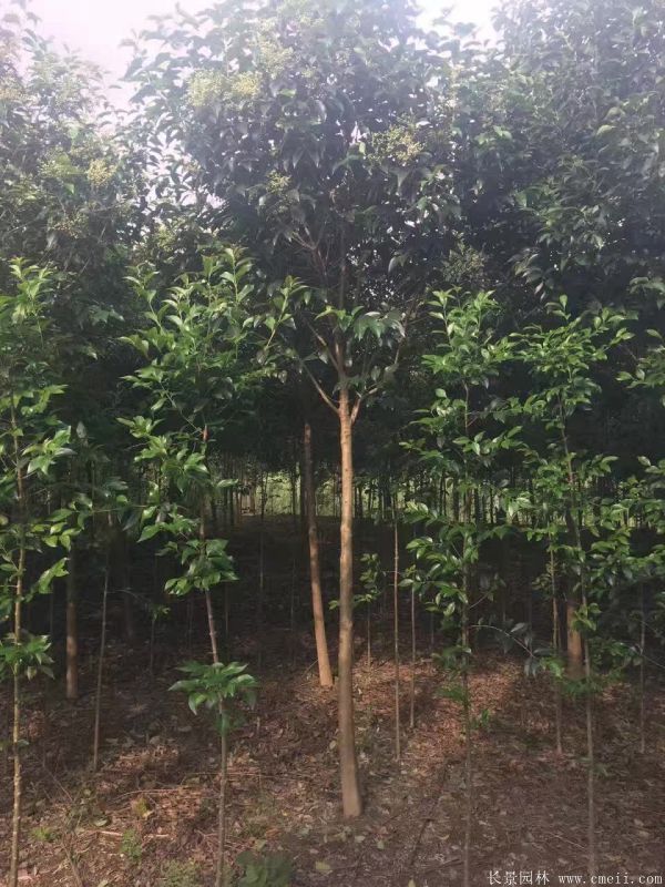 大葉女貞圖片大葉女貞基地實(shí)拍 大葉女貞圖片大葉女貞基地實(shí)拍