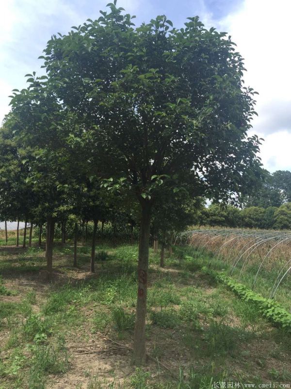 大葉女貞圖片大葉女貞基地實(shí)拍 大葉女貞圖片大葉女貞基地實(shí)拍
