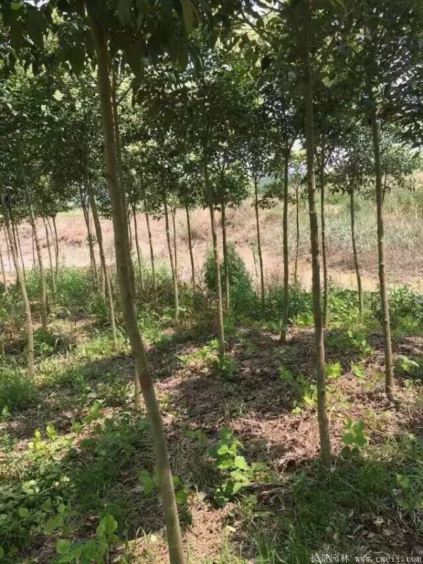 大葉女貞圖片大葉女貞基地實(shí)拍 大葉女貞圖片大葉女貞基地實(shí)拍