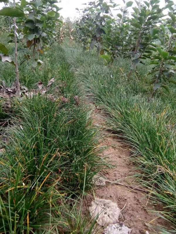 白玉蘭圖片白玉蘭基地實(shí)拍 白玉蘭圖片白玉蘭基地實(shí)拍