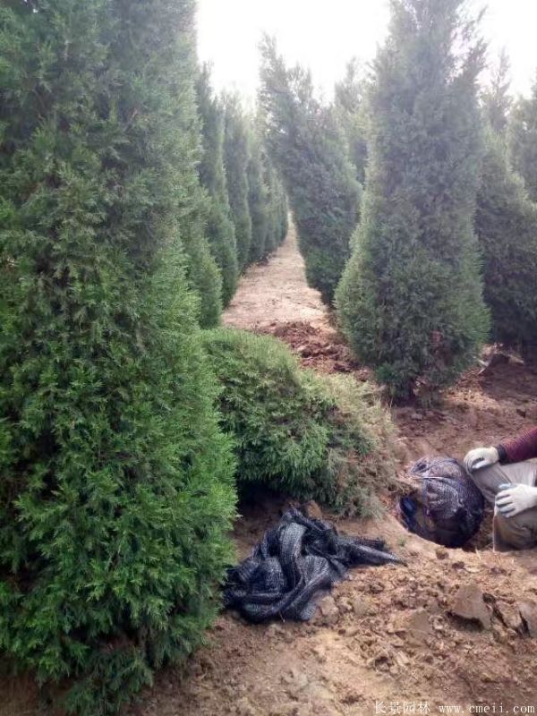 蜀檜圖片蜀檜基地實拍 蜀檜圖片蜀檜基地實拍