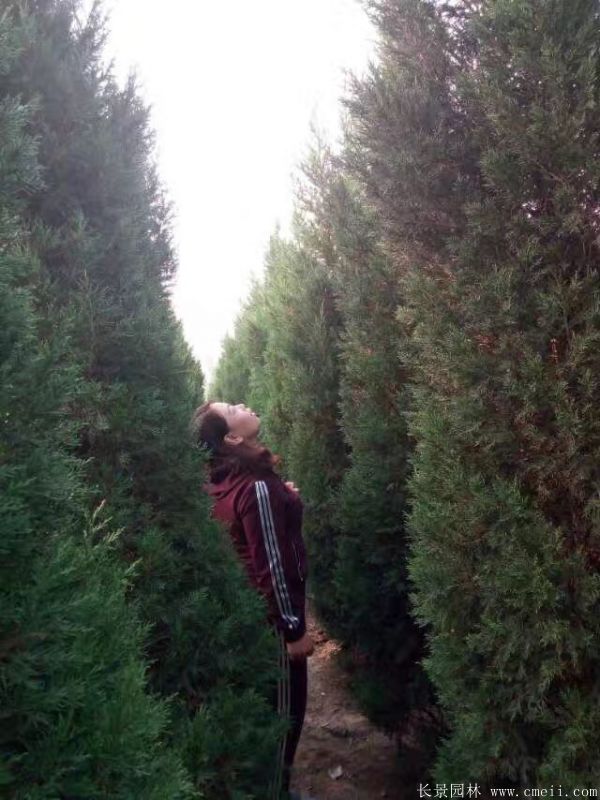 蜀檜圖片蜀檜基地實拍 蜀檜圖片蜀檜基地實拍