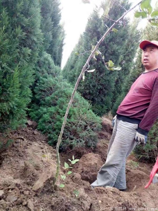 蜀檜圖片蜀檜基地實拍 蜀檜圖片蜀檜基地實拍