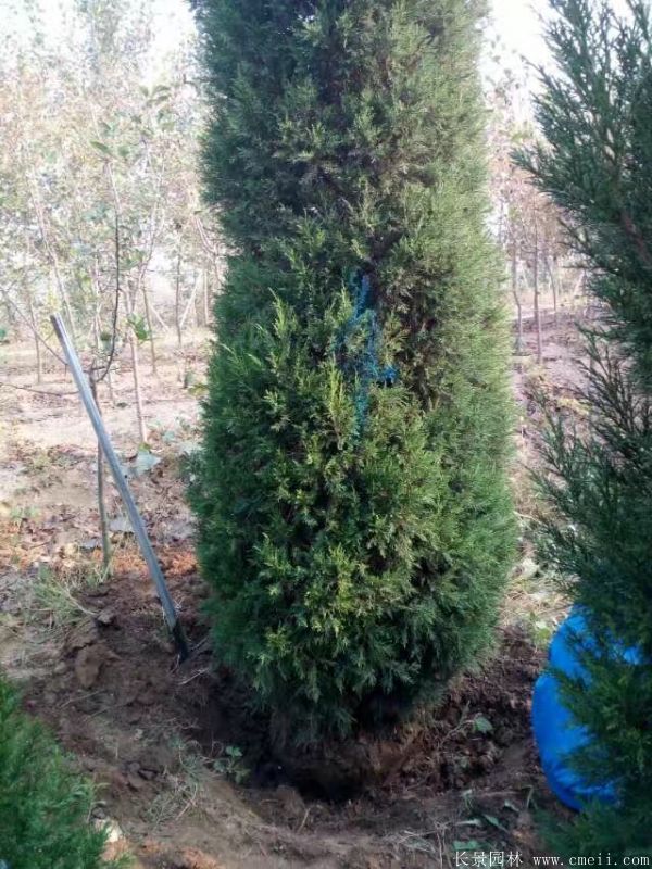 蜀檜圖片蜀檜基地實拍 蜀檜圖片蜀檜基地實拍