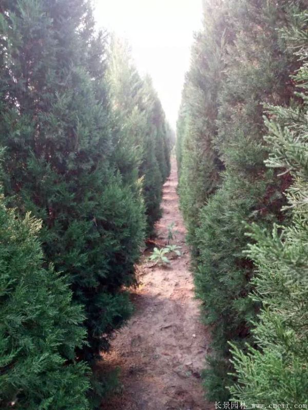 蜀檜圖片蜀檜基地實拍 蜀檜圖片蜀檜基地實拍