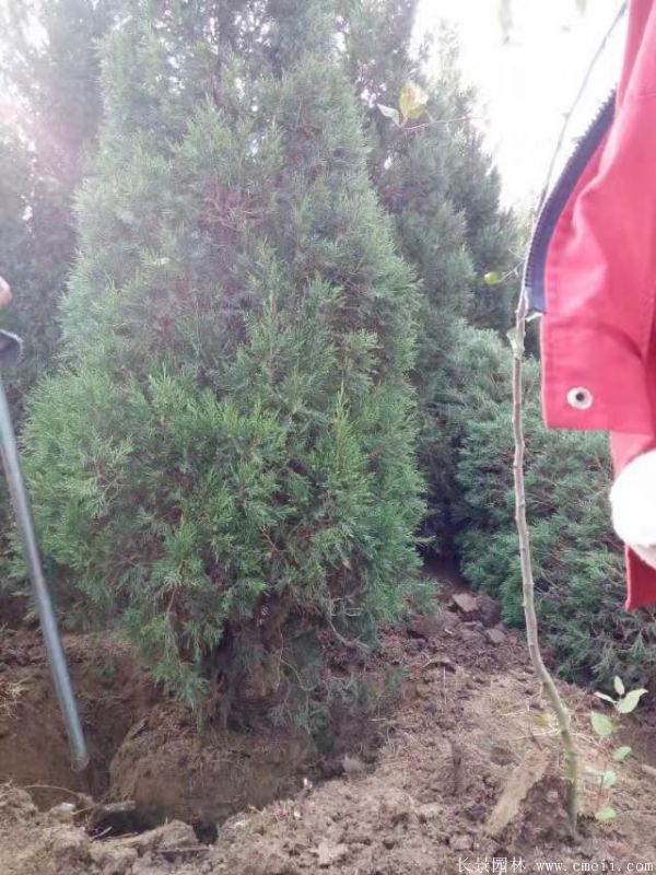 蜀檜圖片蜀檜基地實拍 蜀檜圖片蜀檜基地實拍