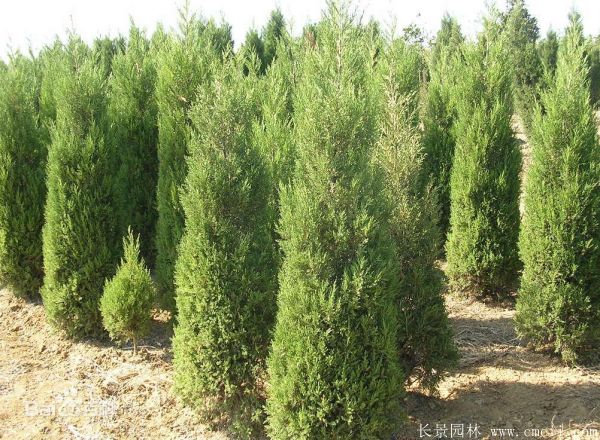 蜀檜圖片蜀檜基地實拍 蜀檜圖片蜀檜基地實拍