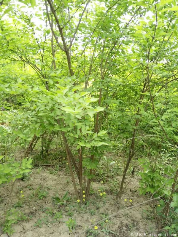 金銀木圖片基地實(shí)拍