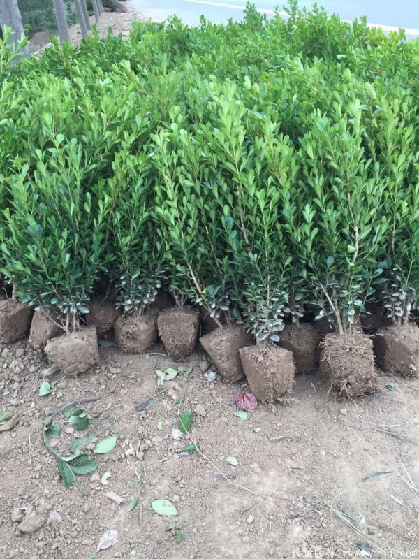 小葉黃楊圖片基地實(shí)拍 小葉黃楊圖片基地實(shí)拍