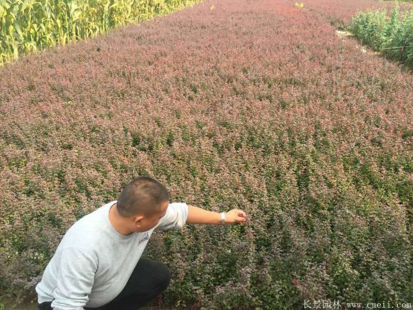 紅葉小檗圖片基地實(shí)拍 紅葉小檗圖片基地實(shí)拍