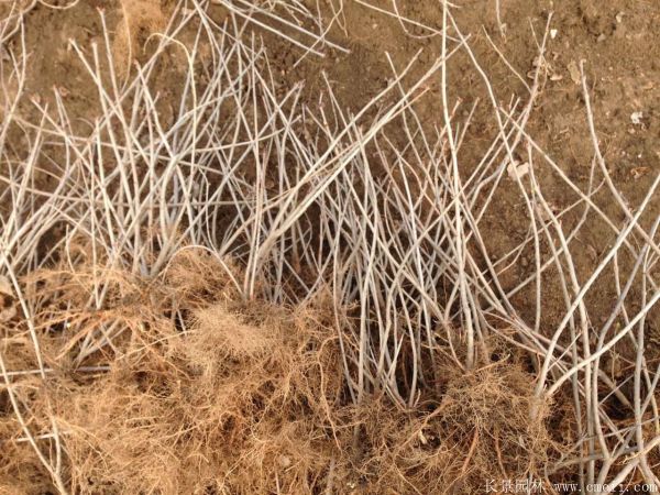 丁香圖片基地實拍 丁香圖片基地實拍