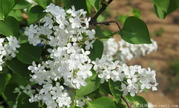 丁香圖片基地實拍 丁香圖片基地實拍