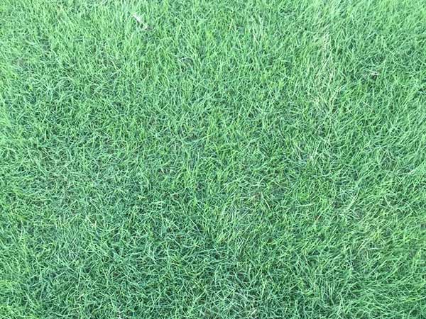 臺(tái)灣草坪發(fā)芽出苗圖片