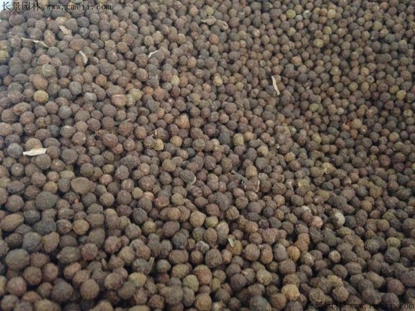 青桐種子圖片 青桐種子圖片