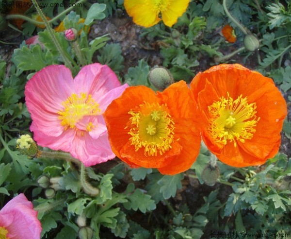 虞美人開花圖片花海 虞美人開花圖片花海