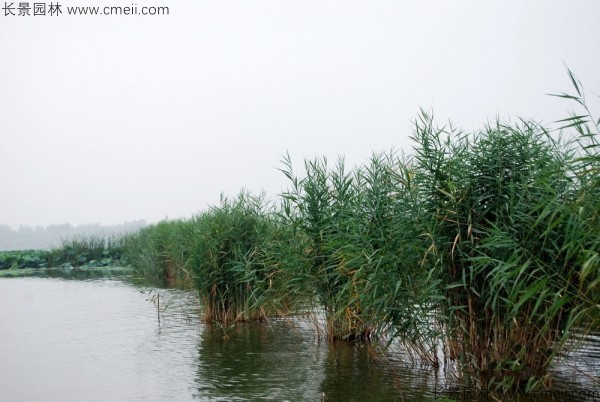 蘆葦種子發(fā)芽出苗圖片