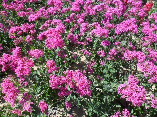 高雪輪種子發(fā)芽出苗開花圖片