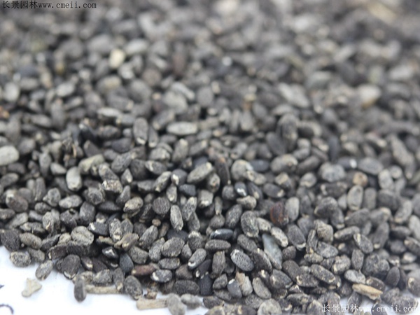 留蘭香薄荷種子圖片 留蘭香薄荷種子圖片