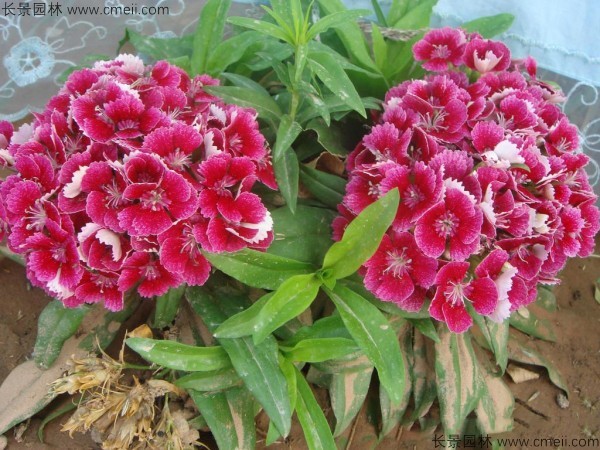 美國(guó)石竹 美國(guó)石竹